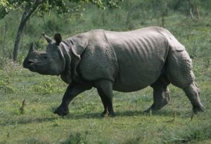 Rhino in Chitwan National Park Nepal
