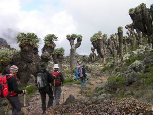 About trekking mt kilimanjaro