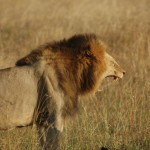 Safari Botswana Lodge lion