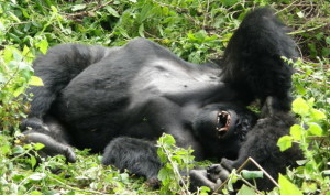 Road to Rwanda Gorilla Trek