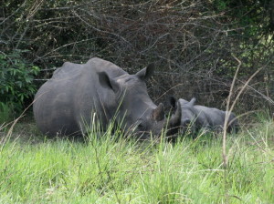 rhino and baby