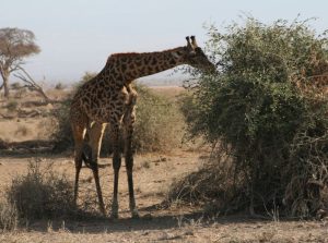giraffe feeding in Amboseli