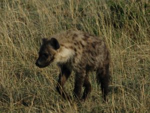 hyena on safari in Kenya