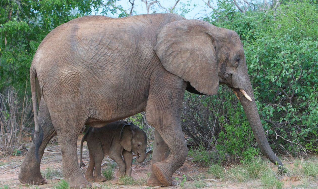 elephants spotted in Kenya