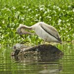Best of Botswana Safari pelican