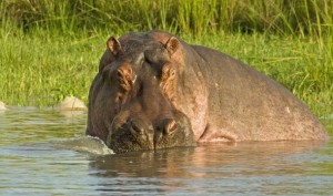 South African Tour hippopotamus