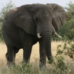 Safari Botswana Lodge elephant