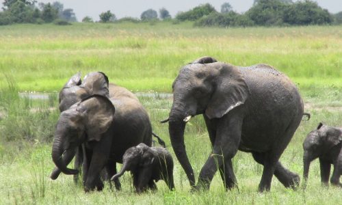 Best of Botswana and Victoria Falls Highlights elephants