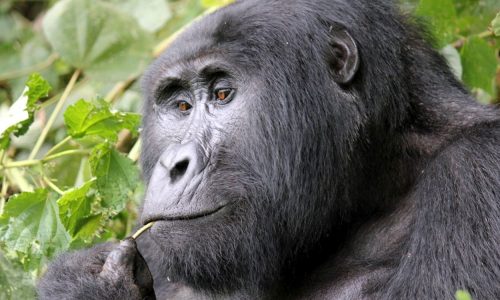 Bwindi gorilla