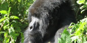 gorilla trek uganda