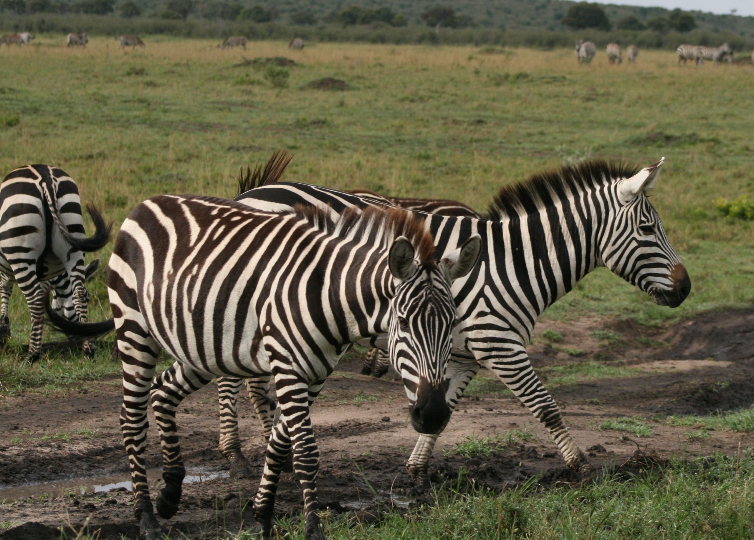 kenya zebras grae during the great migration in Masai Mara