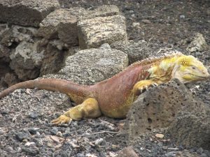 Odyssey Galapagos Cruise
