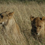 lion cubs Africa