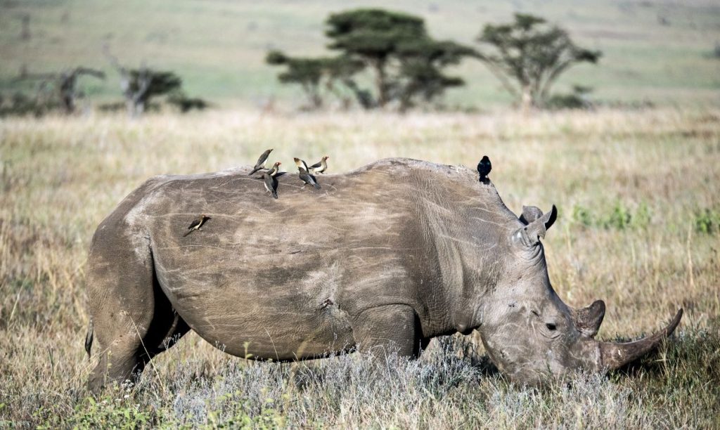 Lewa Rescued Animals Lewa Conservancy