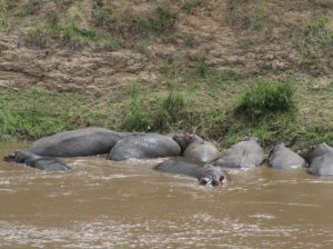 hippos in river in Masai Mara