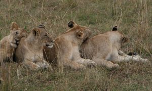 Masai Mara family of lions
