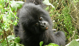 Great Gorilla Tracking Rwanda