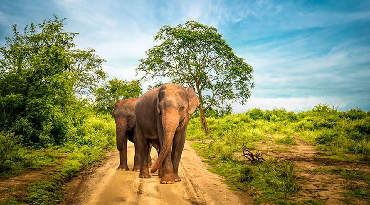 Sri Lanka M S TRAVELING Sri Lanka M S TRAVELING
