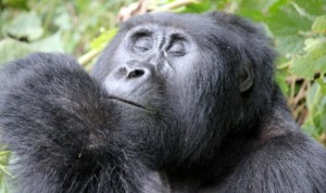 Mountain Gorilla safari - photo by client Julie Beaulac