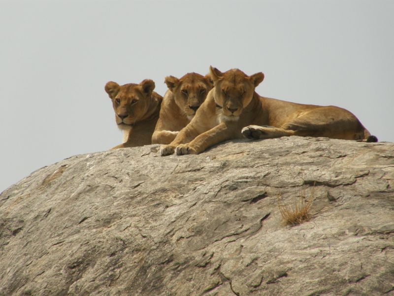 lions sitting on a rock
