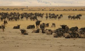 about Serengeti great migration