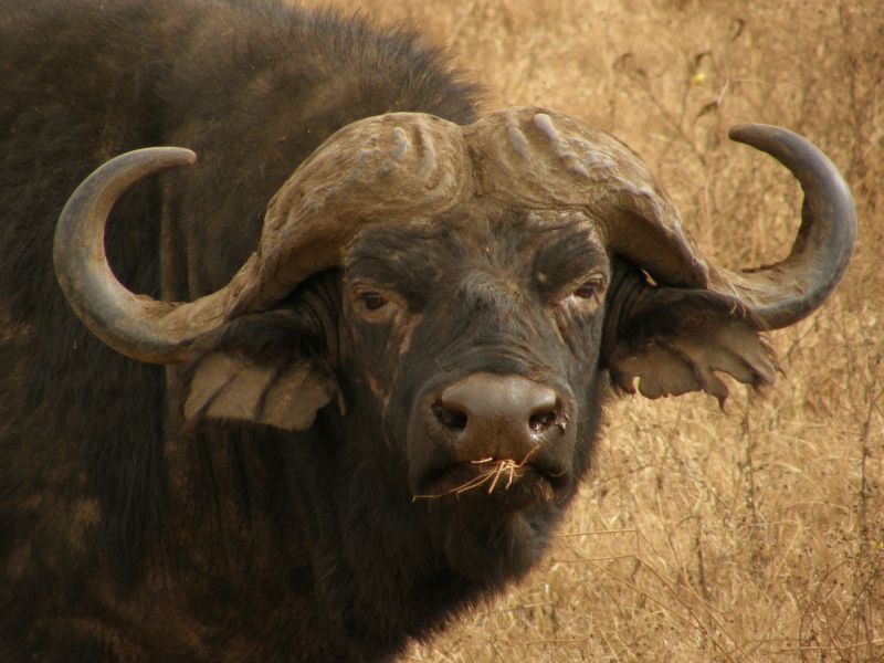 Tanzania Buffalo Tarangire