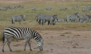 Serengeti zebra