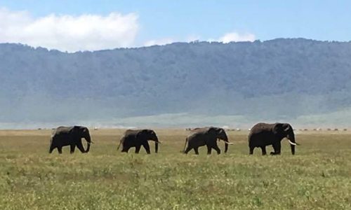Tanzania elephants in Ngorongoro Crater