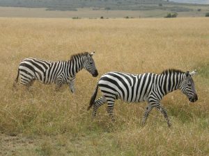 Tour Tanzania Zebras