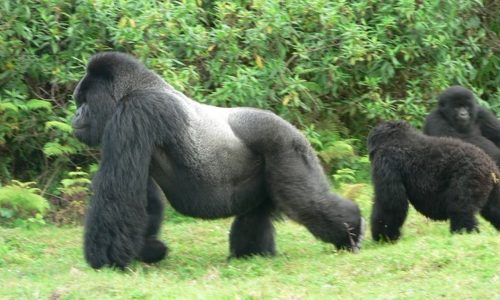 gorilla treks in the Virunga mountains of Rwanda