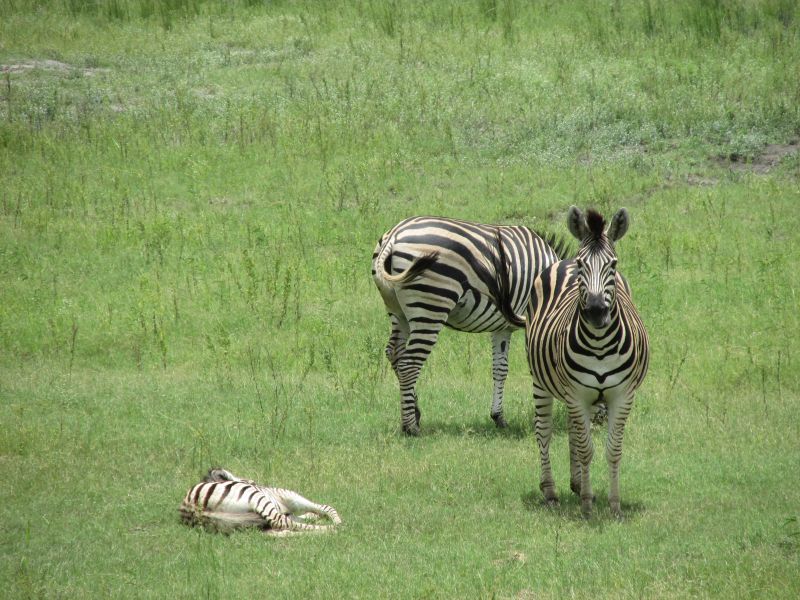 Tour Botswana Holiday zebras