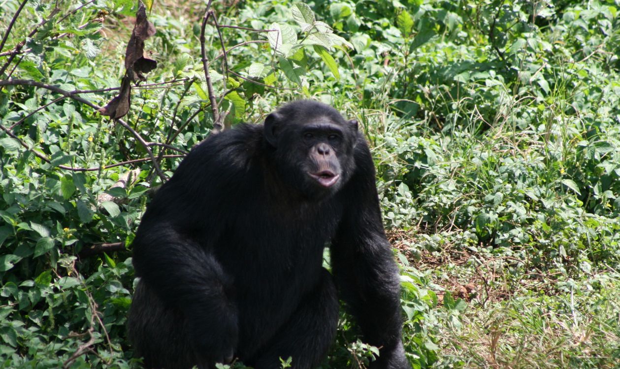 chimpanzee AFrica