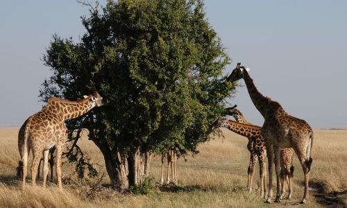 safari giraffes