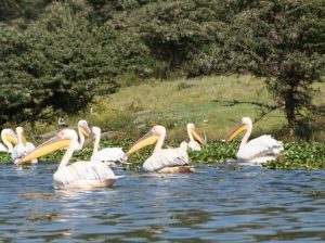 pelicans on Lake Naivasha