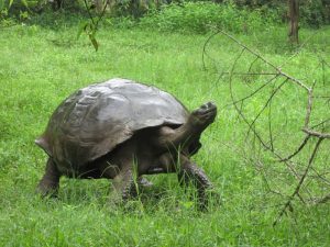 Odyssey Galapagos Cruise - tortoise photo by client Elizabeth Miles