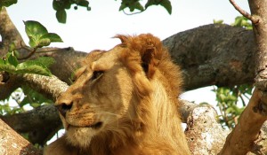 UQE3 Queen Elizabeth tree-climbing lion - photo by client Tony Zegarchuk